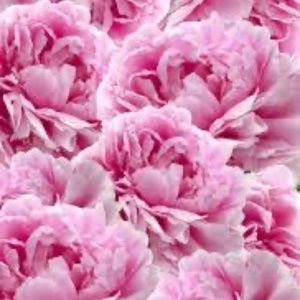 Meet your Posher, Nikki